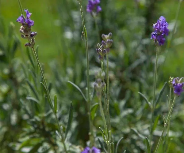 Nada Sea View Centre Apartamento *