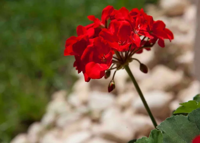 Apartamento Nada Sea View Centre Šibenik