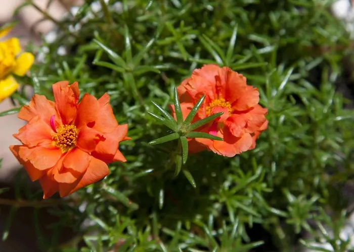 Apartamento Nada Sea View Centre *